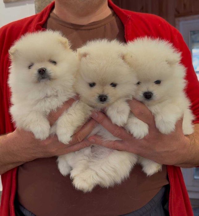 Міні дівчинка померанського шпіца.