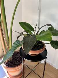 Violino de Ouro -Philodendron