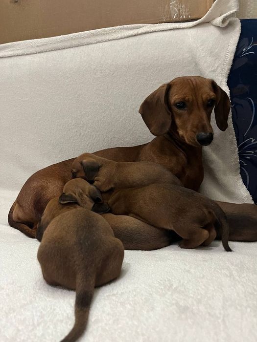 Рыженькие щенки таксы