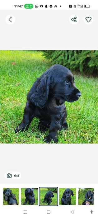 Wyjątkowy czarny piesek Cocker spaniel