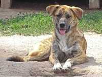 Jurta - Schronisko Canis w Kruszewie, adopcja psa, adoptuj