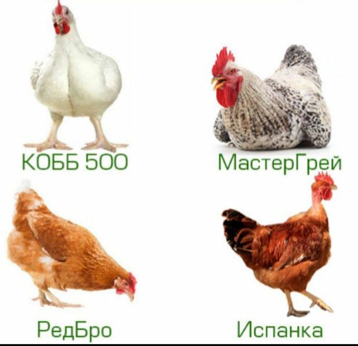 Подрощенный цыплёнок РедБро , Испанка, МастерГрей