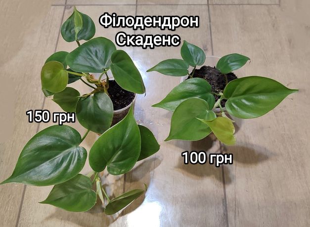 Філодендрон скаденс, філодендрон бразіл, Philodendron scadens