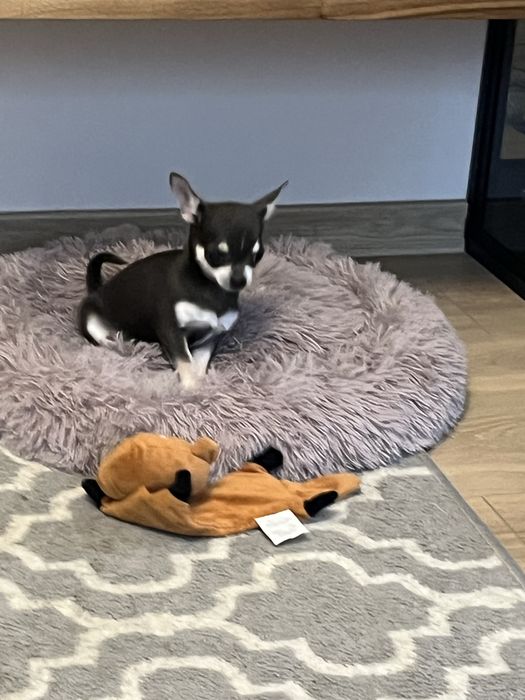 Cudowny piesek chihuahua niebiesko podpalany do odbioru