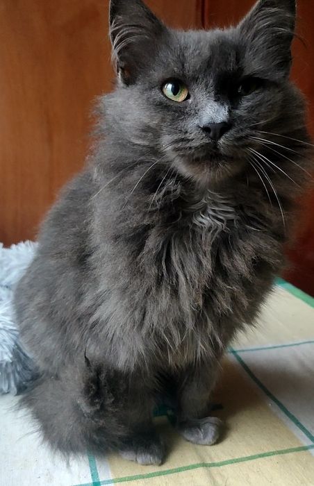 Шикарний котик шукає дім