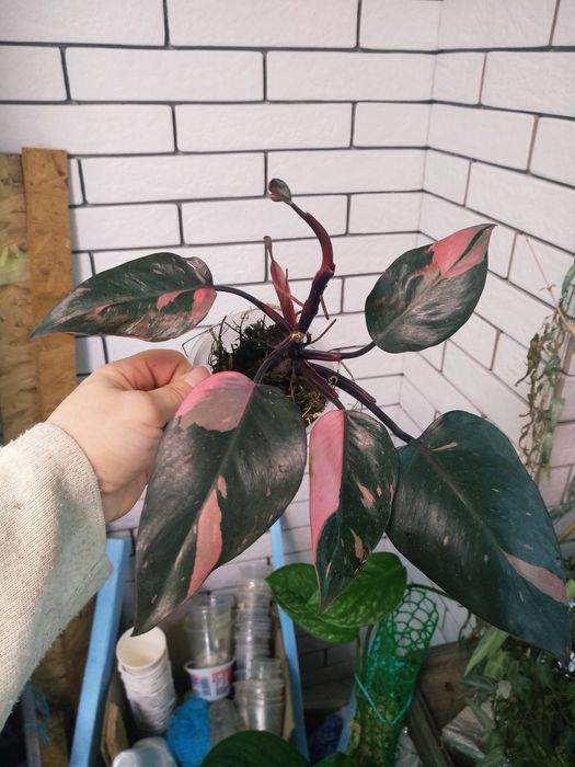 гігантум вар, голд сатін, бразіл,глоріосум, рожева принцеса, ред анде