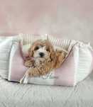 Cudowna suczka rasy maltipoo