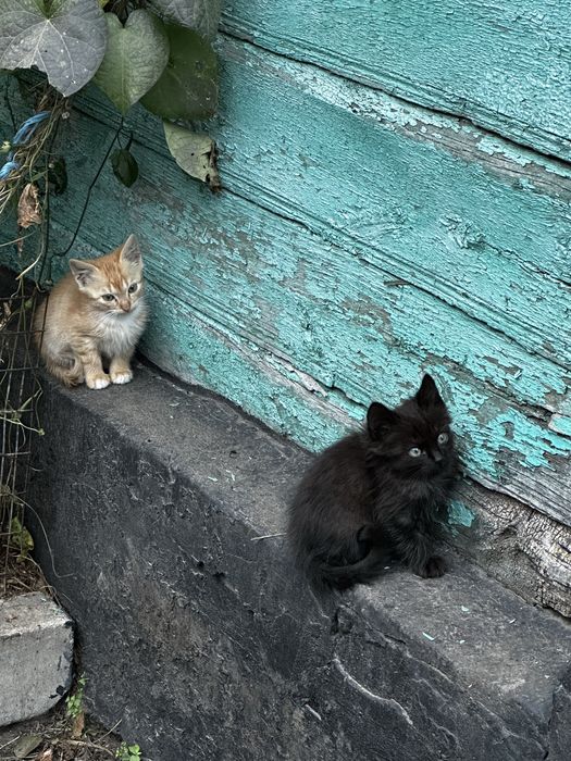 Кошенята в добрі руки!