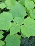 Paulownia Elongata e SHAN TONG