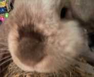 Królik karzełek mini lop z rodowodem.
