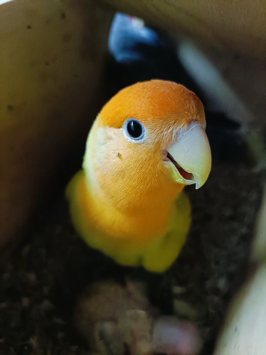 Rosicolis bebê para criar a mão