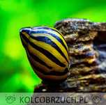 Ślimak Neritina natalensis ZEBRA - dowozimy, wysyłamy