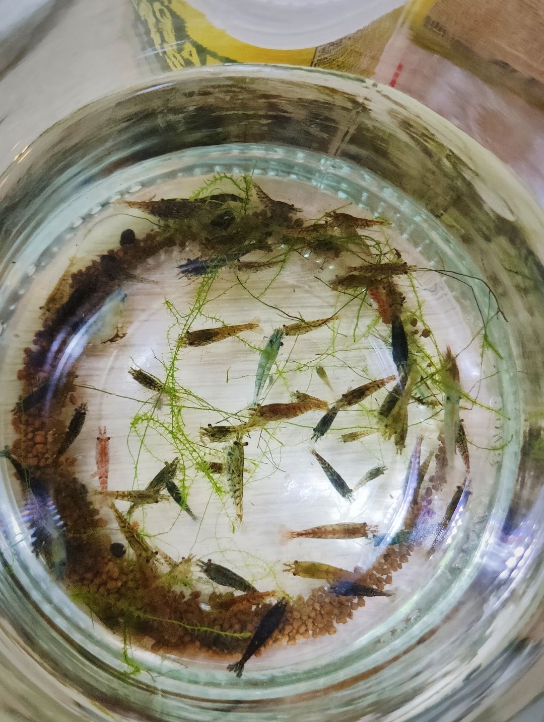 Krewetki neocaridina, poselekcyjne, kundle, mix, ekipa sprzatajaca