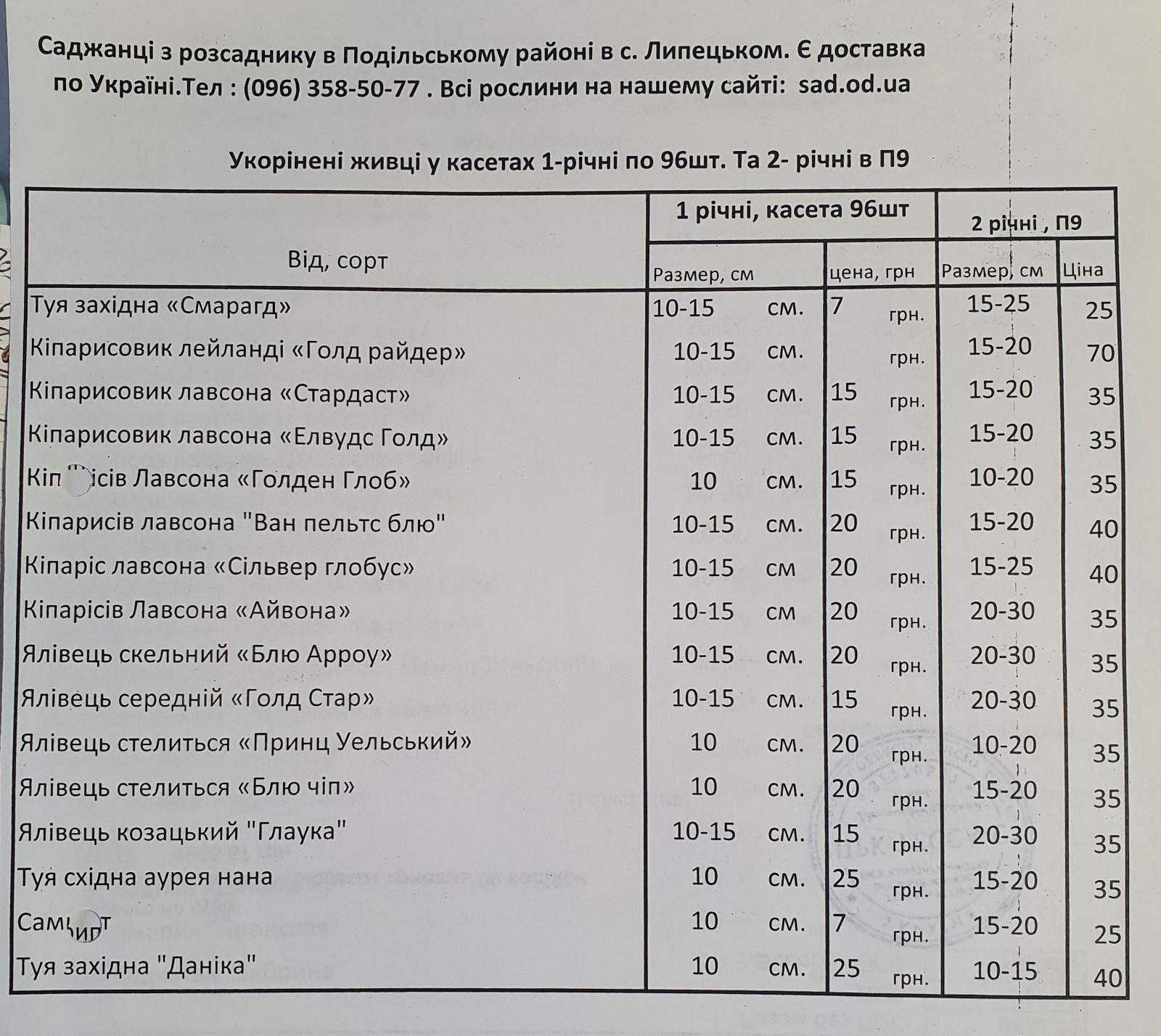 Туя западная смарагд п9 20см