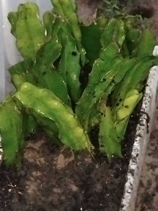 Muda de Pitaya vietnam