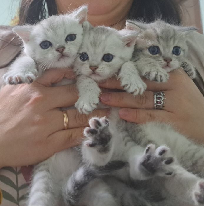 Британські короткошерсті чистокровні кошенята срібна шиншила