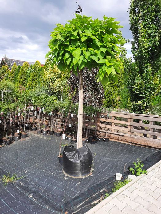 Klon globosum, wiśnia umbraculifera, katalpa, brzoza, klon palmowy