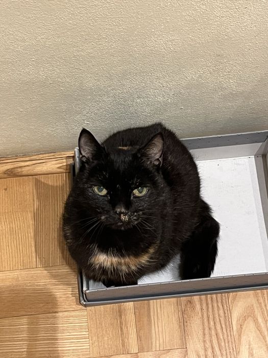 zaginęła CZARNA KOTKA z rudymi plamkami - otrębusy