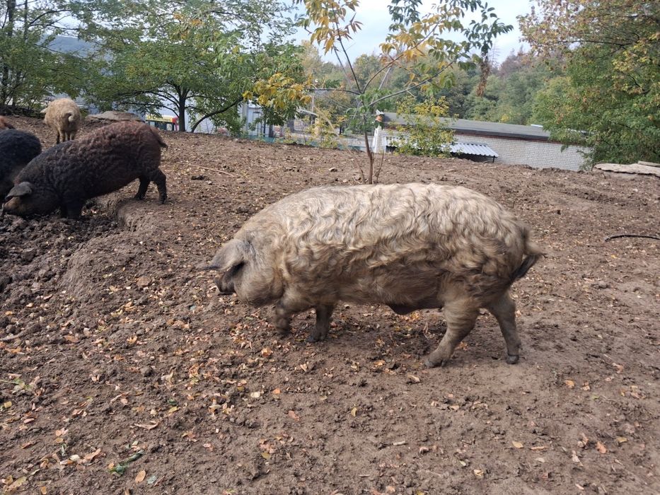 Свиня,Свинья,Кабанчик,Поросята (порода Мангалица)