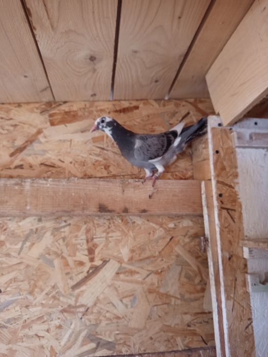 Gołębie pocztowe młode