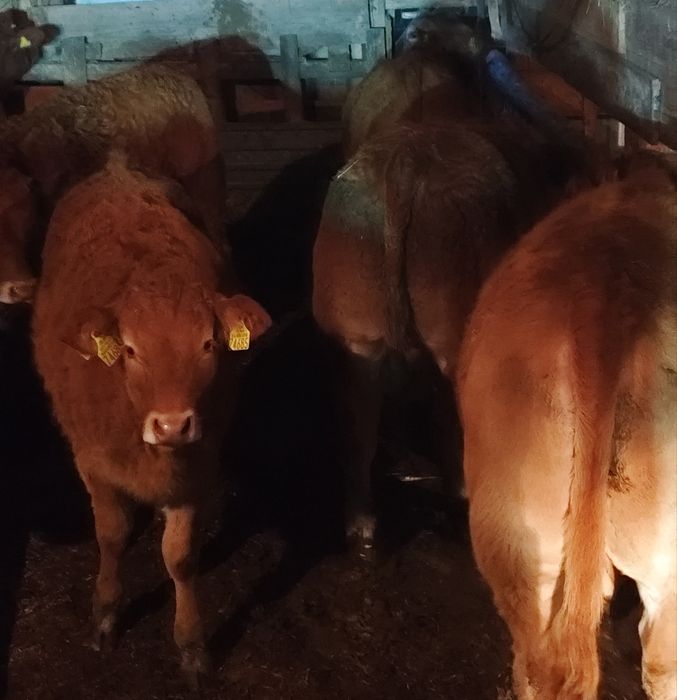 Odsadki Limousine byczki jałówki