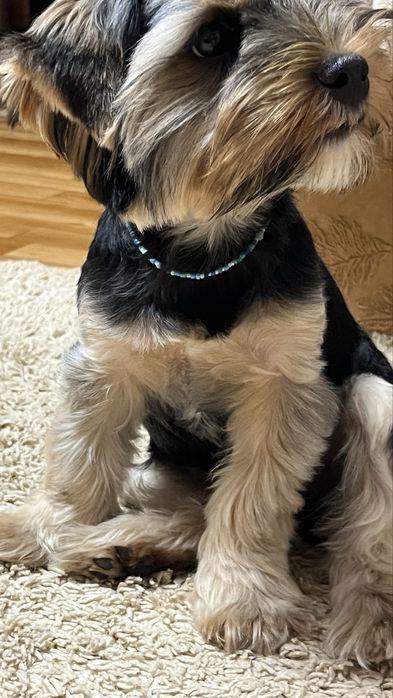 Бісерні прикраси для собак ручної роботи, 20 грн