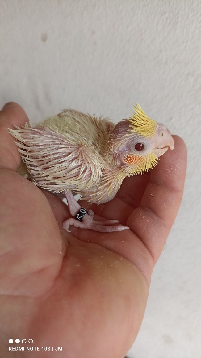 Caturras bebés para criar à mão