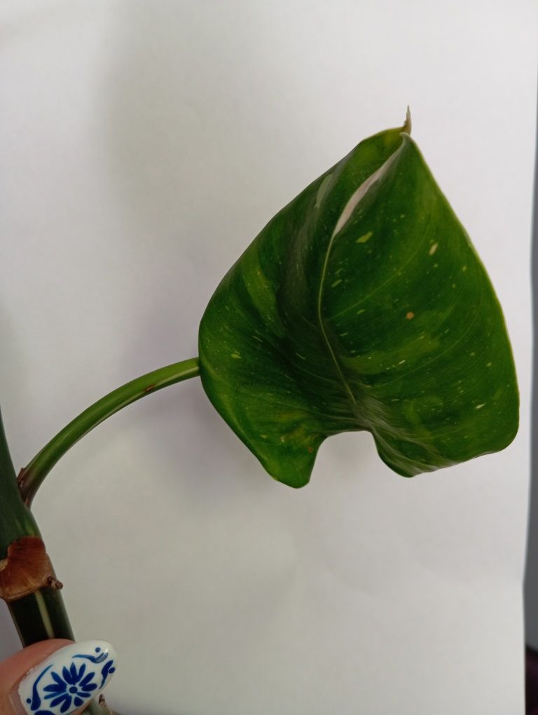 Philodendron white princess pędówka