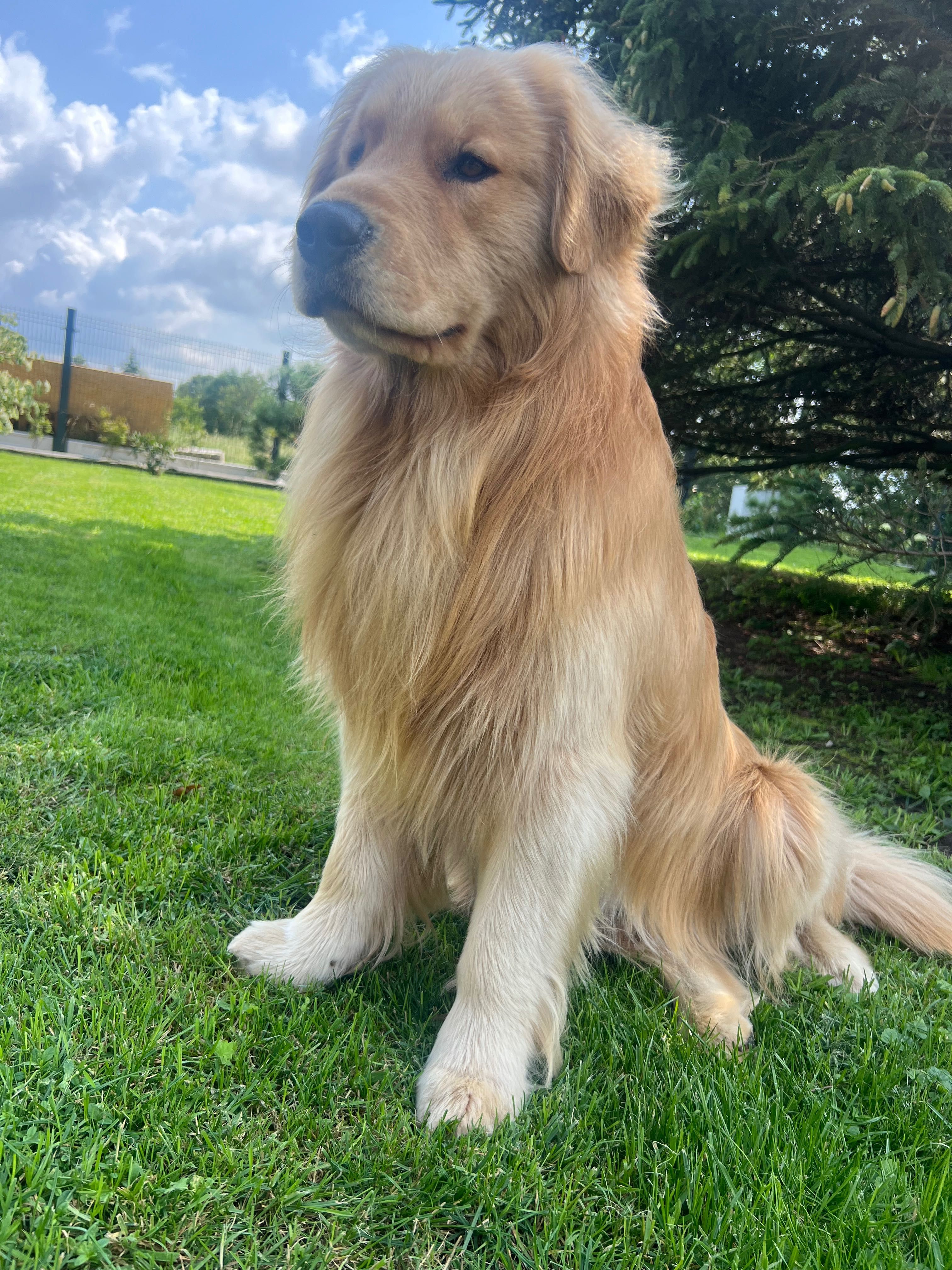 Reproduktor Golden Retriever FCI ZkwP Linia Amerykańska