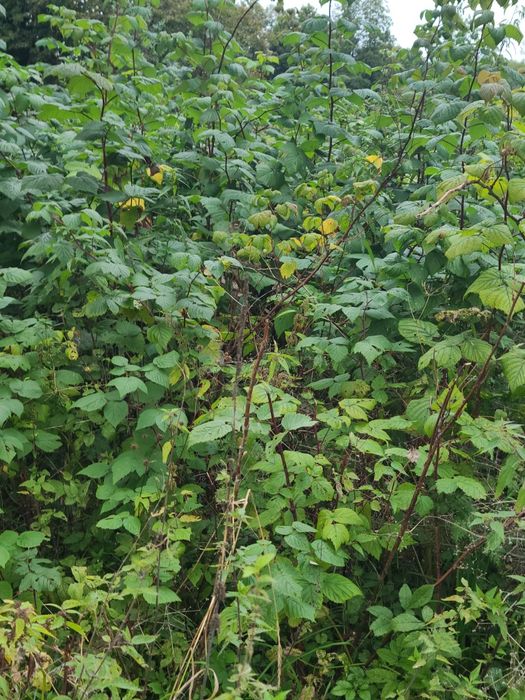 Malinojeżyna do samodzielnego wykopu