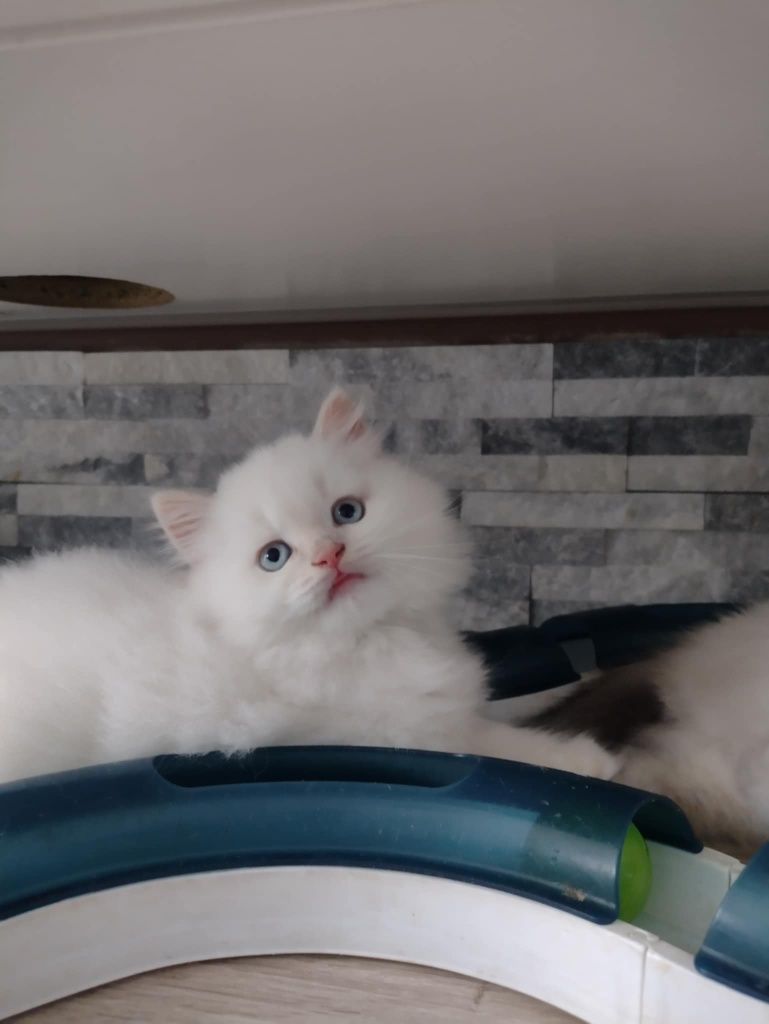 Koty brytyjskie Gotowy do odbioru