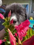 Suczka Border Collie ZKwP/FCI
