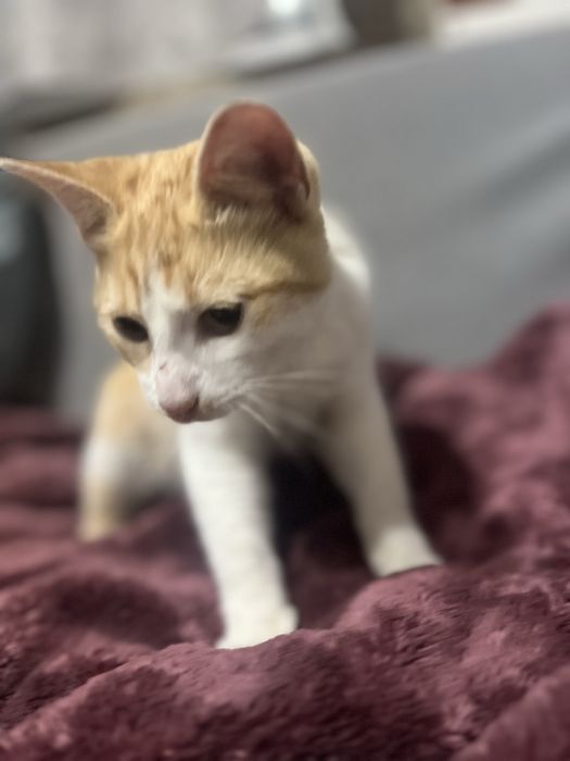 Furico - gatinho filhote pra adoção com urgência
