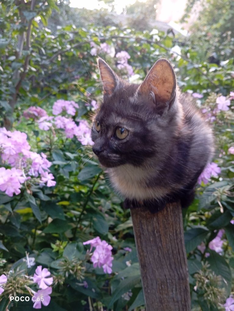 Кошеня хоче в сім'ю!!!