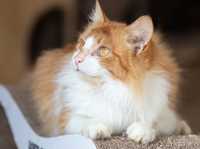 Рон, рыже белый кот, кастрирован 2 года