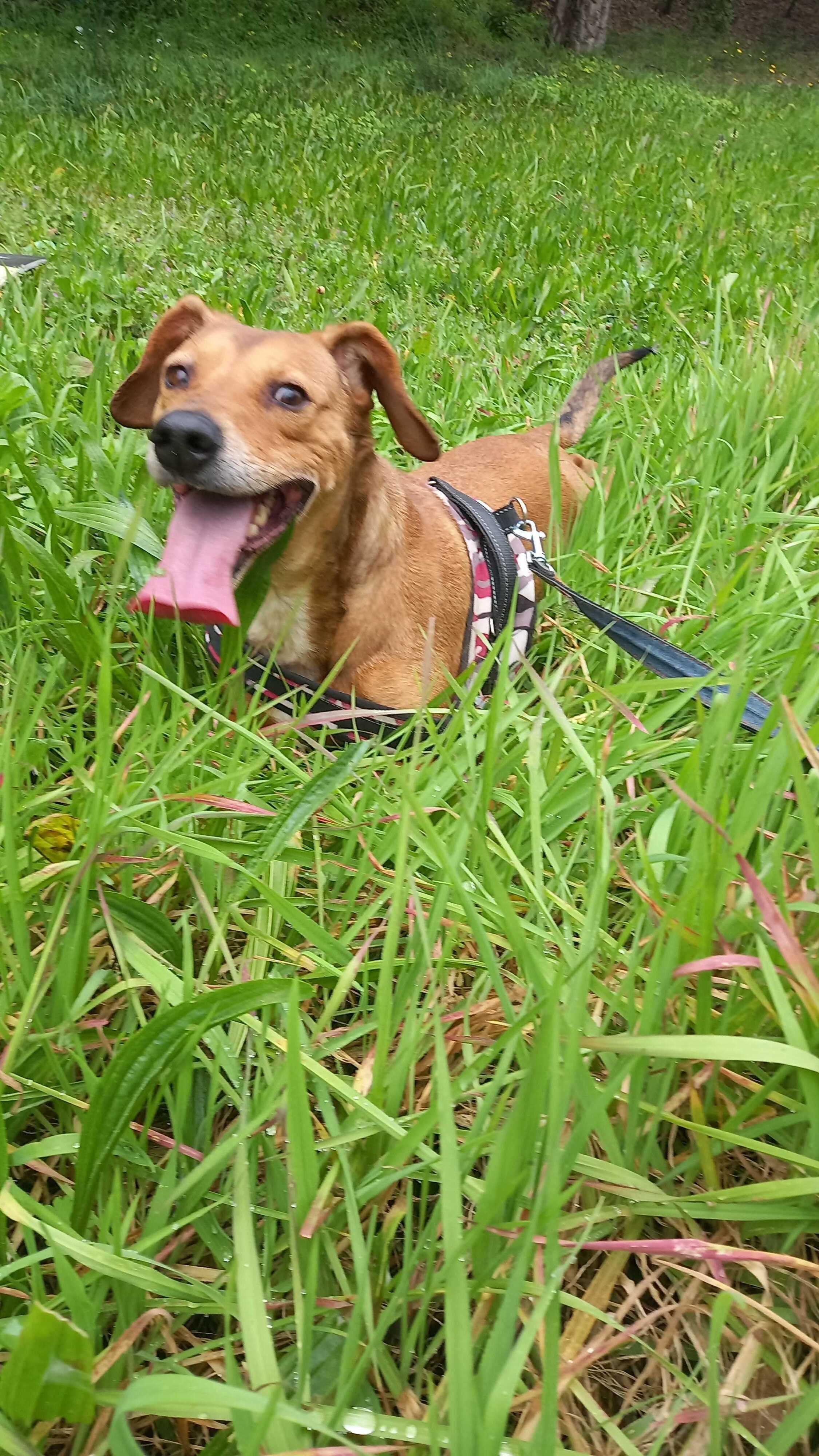 Boby: um guerreiro que viveu acorrentado desde bebê!