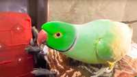 Ожереловый попугай самец 2020