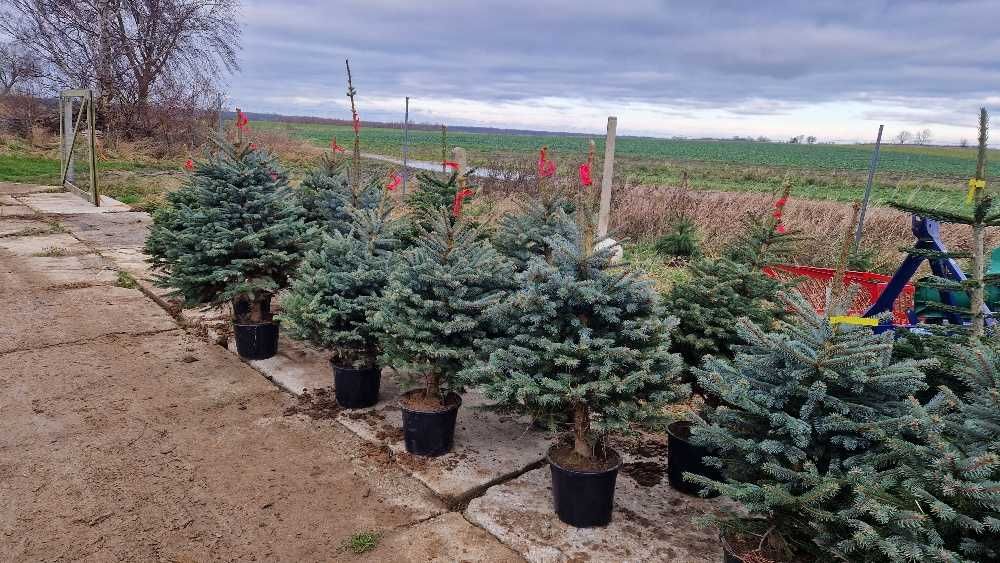 Świerk kłujące serbskie, jodła kaukaska. W donicy formowane 110-140 cm