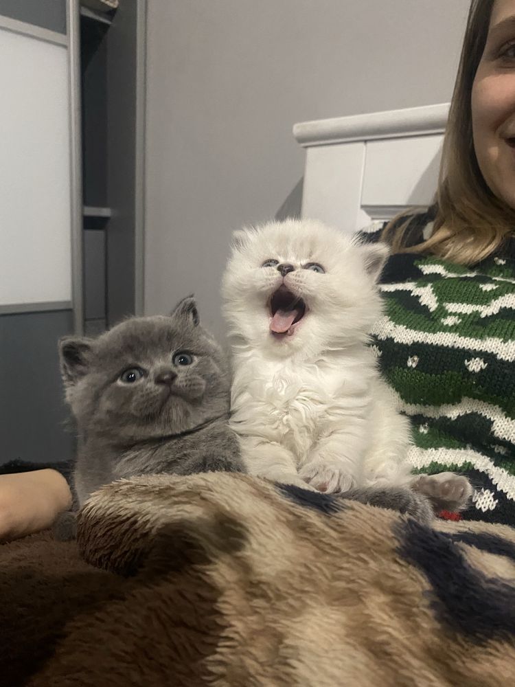 Продаю неймовірних котиків