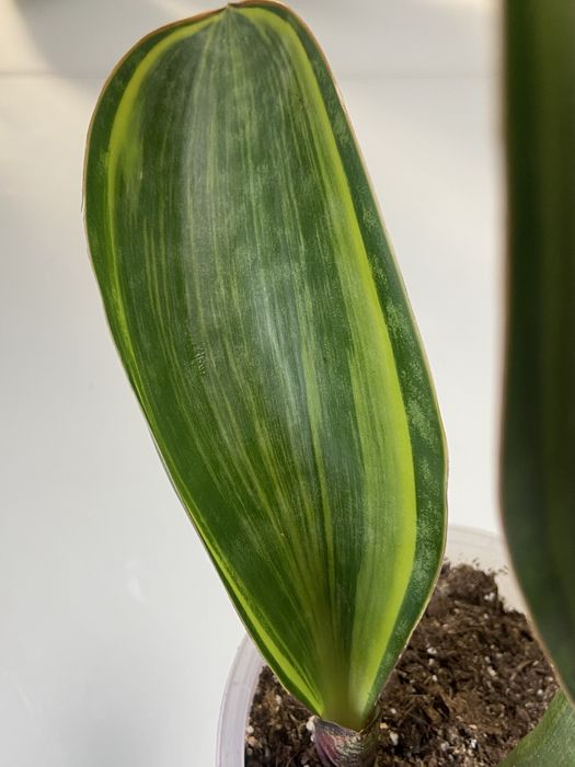 Сансевієрія масоніана Ватермелон