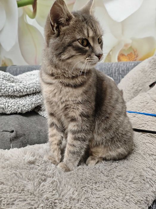 Стерилізована кішечка 6-7 місяців