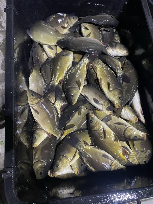 Kroczek karp 300 gram szt