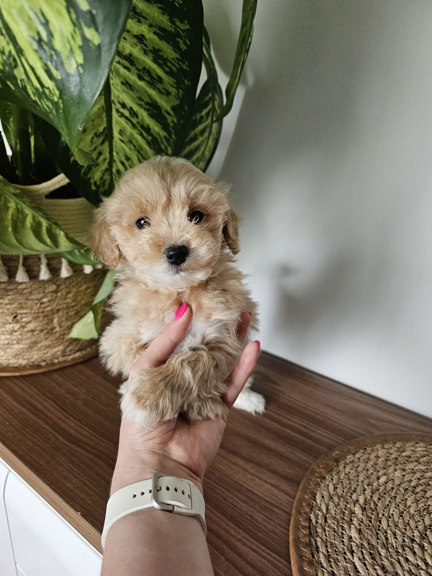 Maltipoo piesek,