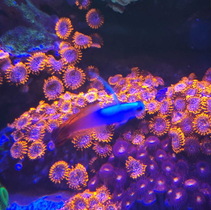 Nemateleotris magnifica Fire Goby L, ryby morskie likwidacja akwarium