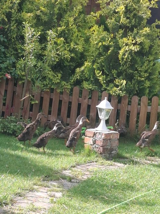 Kaczki (kaczory) biegusy na ślimaki