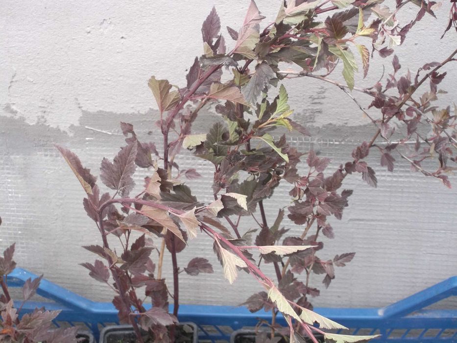 Куст Пузыреплодник Red Baron