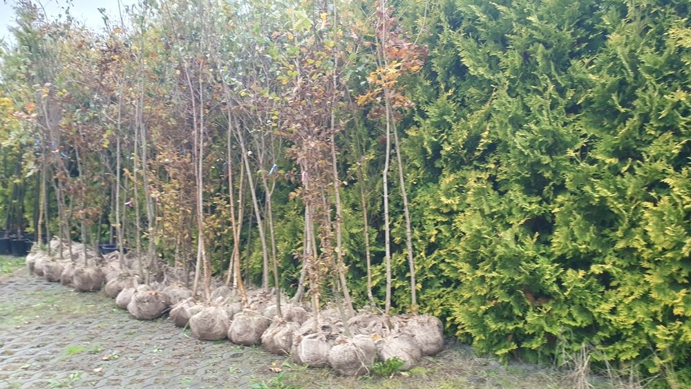 Drzewa alejowe sprzedaż, sadzenie, wiąz, lipa, klon, jarzębina, akacja