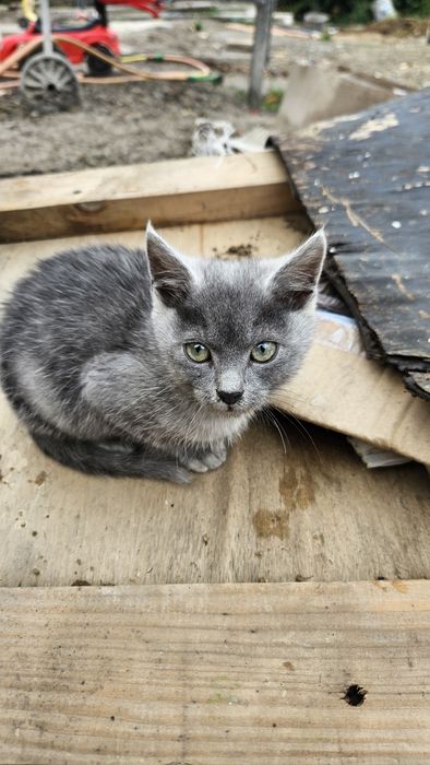 Двоє маленьких гарненьких кошенят шукають родину