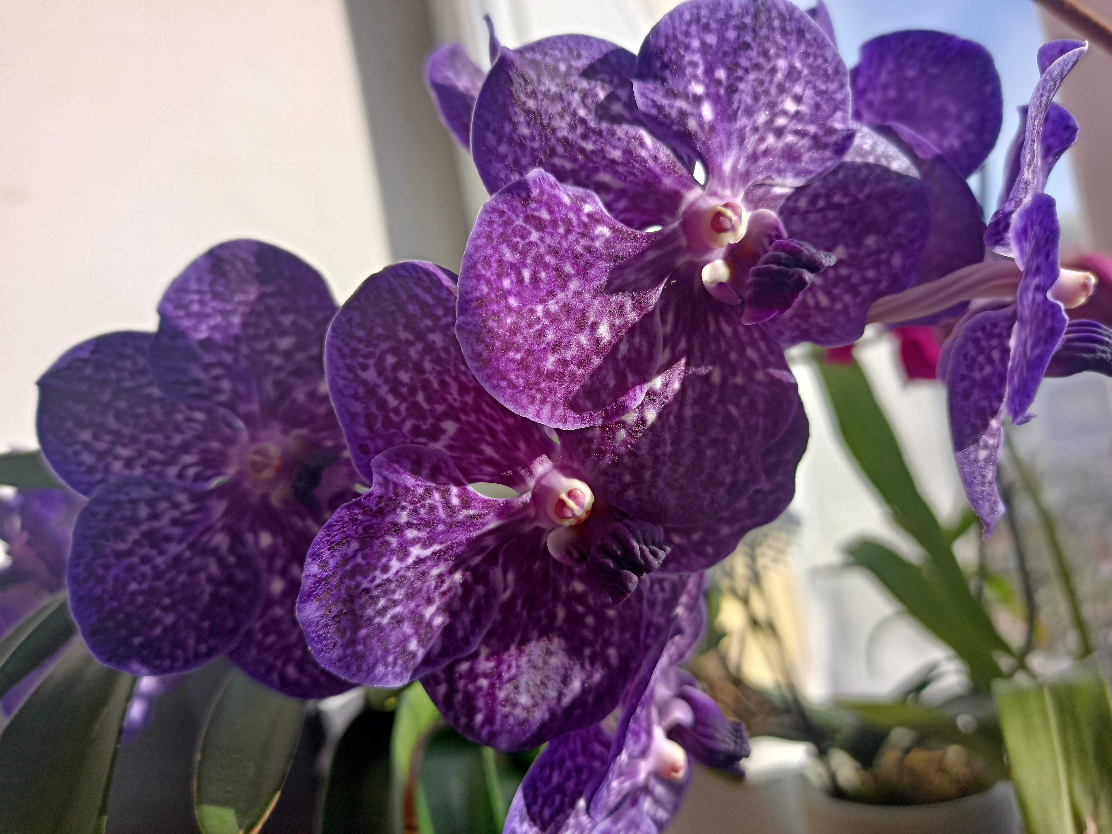 OrquiDarya - Suporte de orquídeas