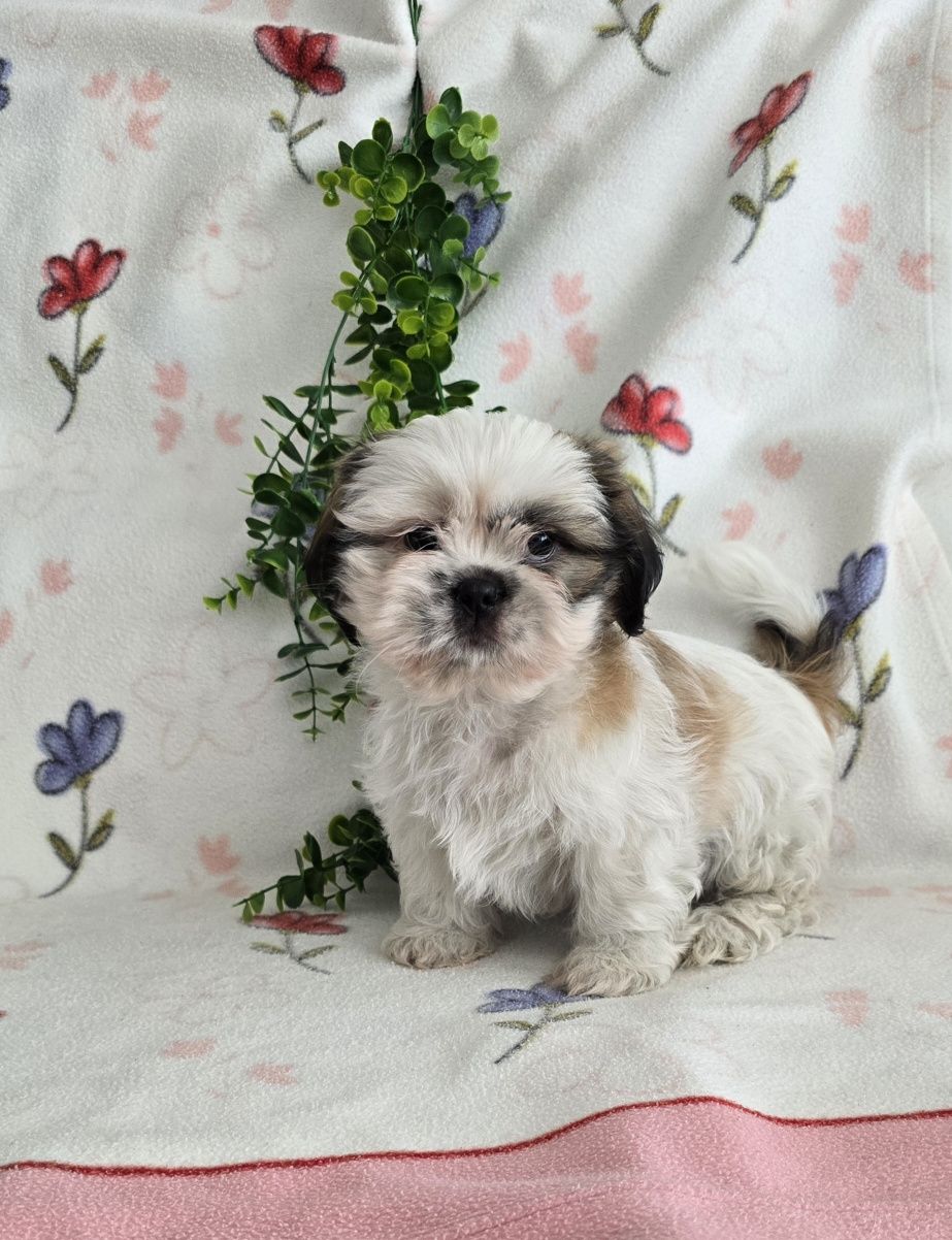 Estupendo Shih tzu/Shitzu, muita Qualidade